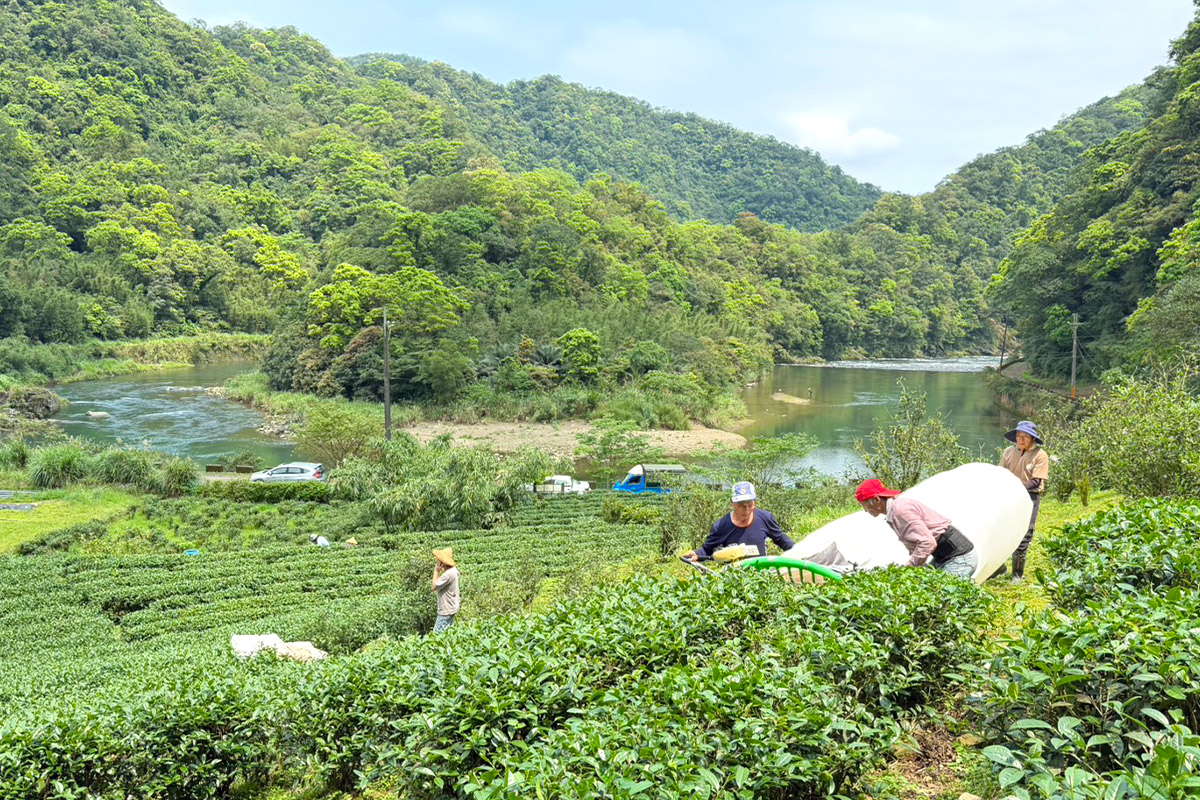 從坪林茶出發，展望有機島！慈心淨源計畫 18 年有成