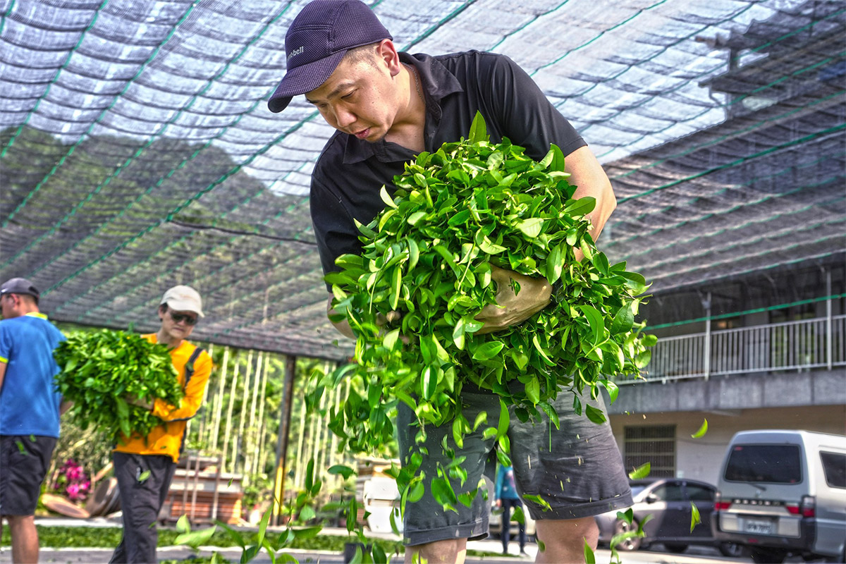 從坪林茶出發，展望有機島！慈心淨源計畫 18 年有成