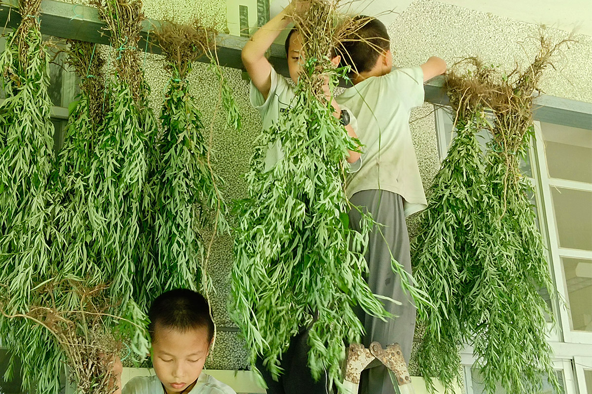 讓中醫智慧代代相傳！端午將至，福智國小師生晾曬艾草