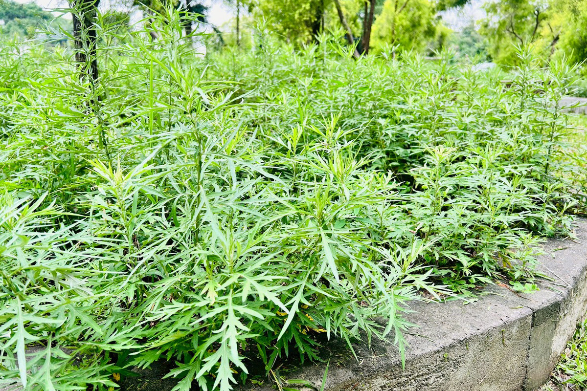 讓中醫智慧代代相傳!端午將至,福智國小師生晾曬艾草