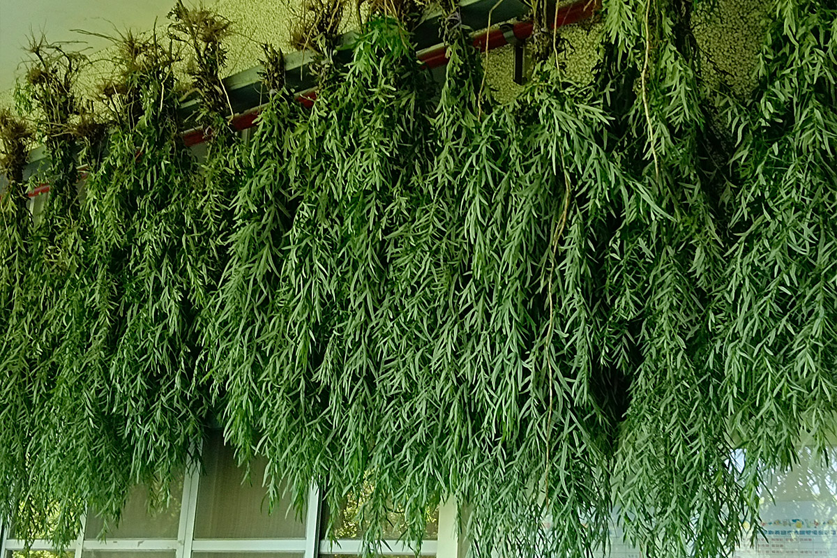 讓中醫智慧代代相傳!端午將至,福智國小師生晾曬艾草