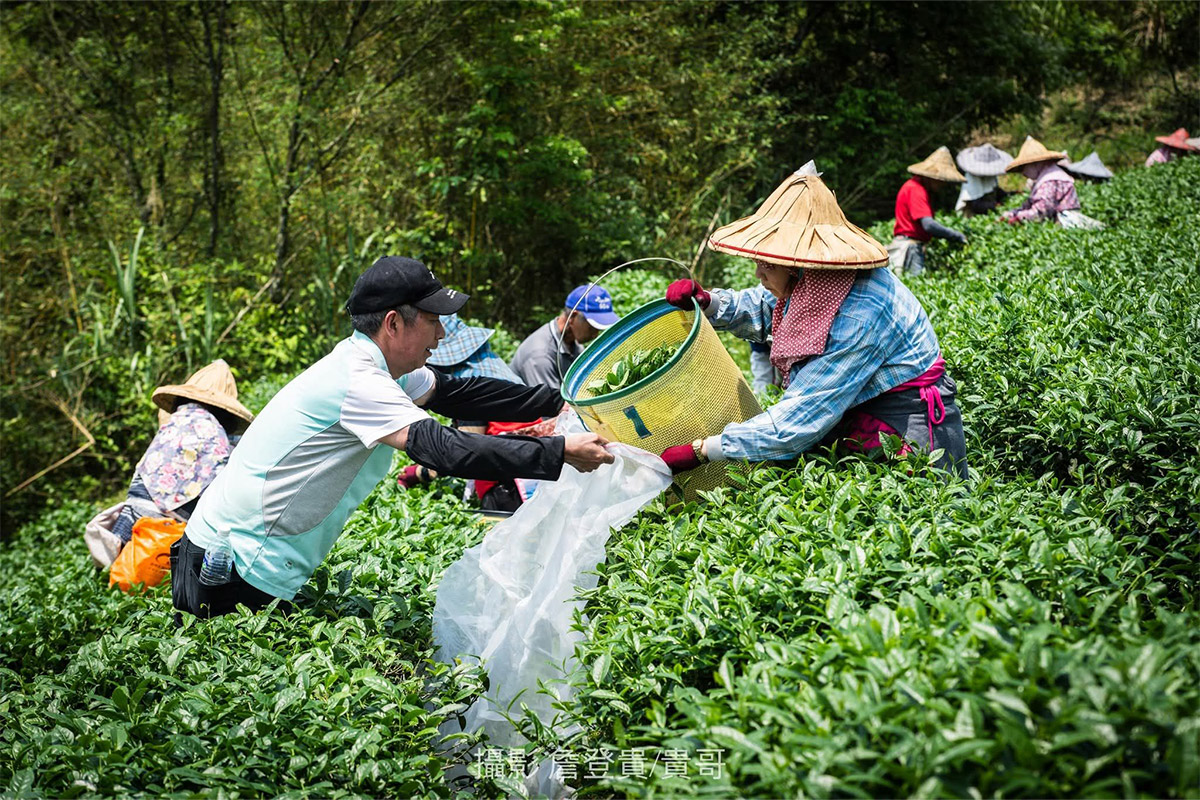 慈心淨源茶「有機茶禮盒.舞動」榮獲 2026 世界綠茶評比會金賞獎