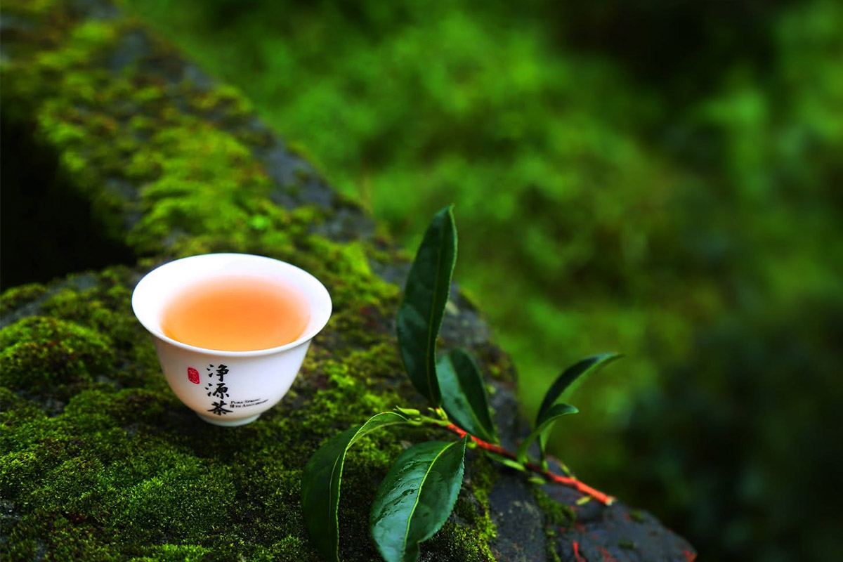 慈心淨源茶「有機茶禮盒.舞動」榮獲 2026 世界綠茶評比會金賞獎