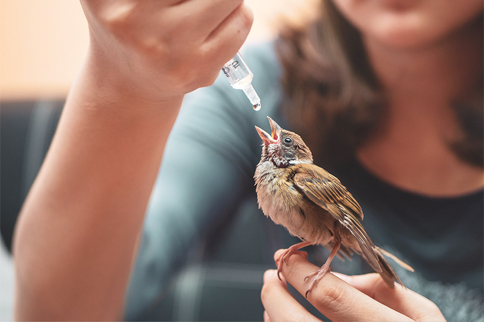 14 天鳥保母  