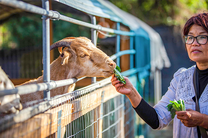 南加福智小鸚鵡農場救羊，誕新生命