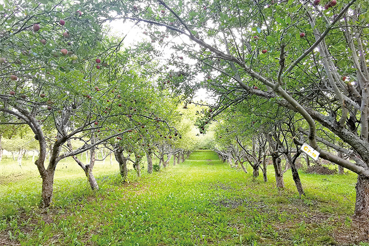佔地約十六甲的蘋果園，約有二千棵共十三個品種的蘋果樹，自2018年劉恩海接手後，便轉以有機耕作，耘出一片樂活天地。