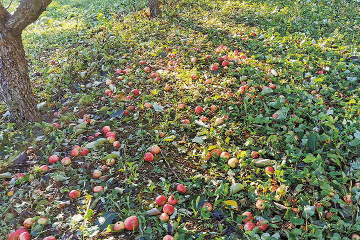 蘋果園在 2022 年遭受 Fiona 颶風巨大災害，吹落大量果實。