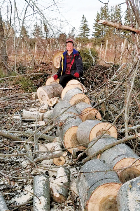 被Fiona颶風吹倒的防風林白楊木，被鋸成段作為柴火備用。